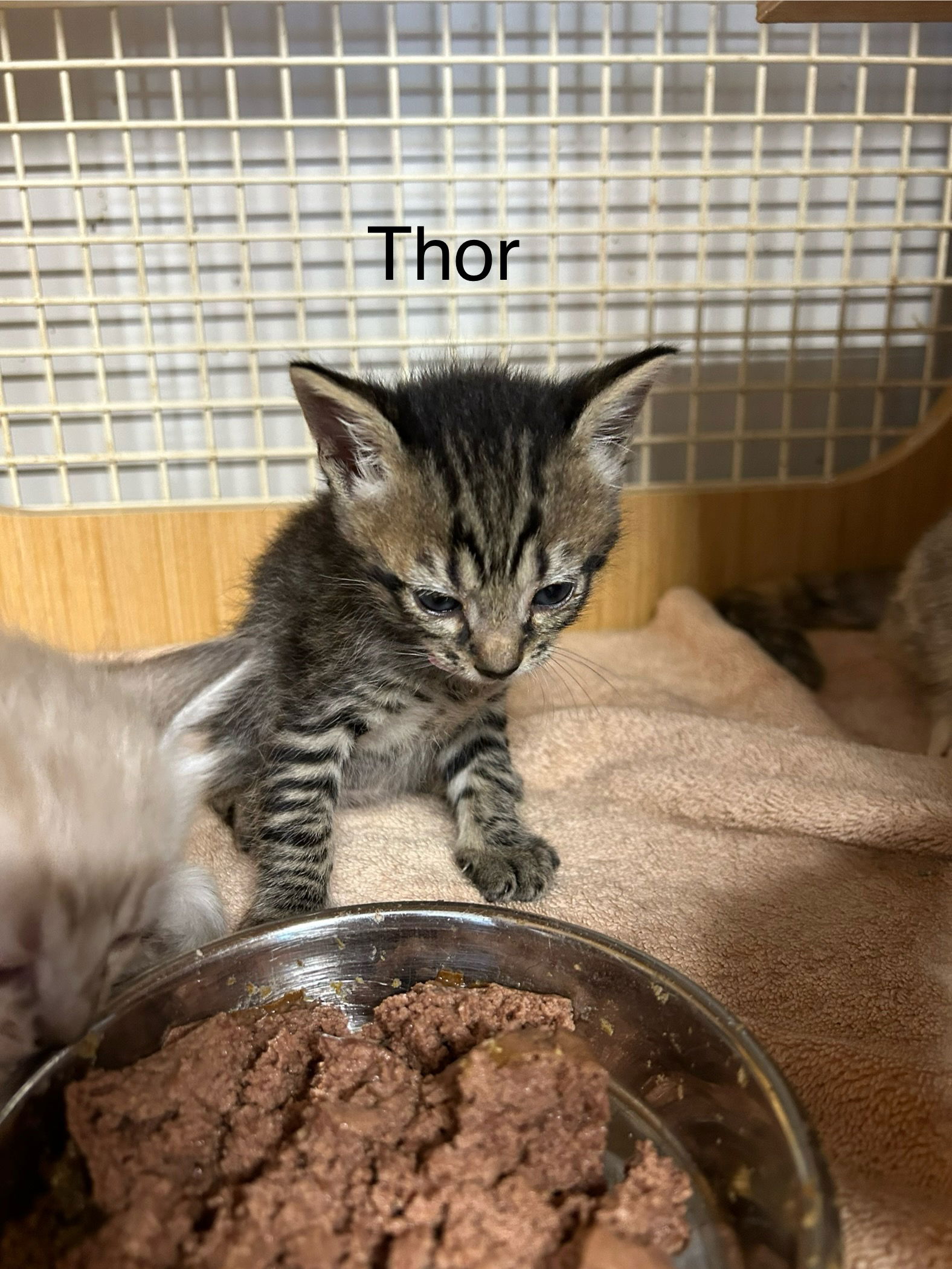 adoptable Cat in Dickson, TN named Thor   ( th )