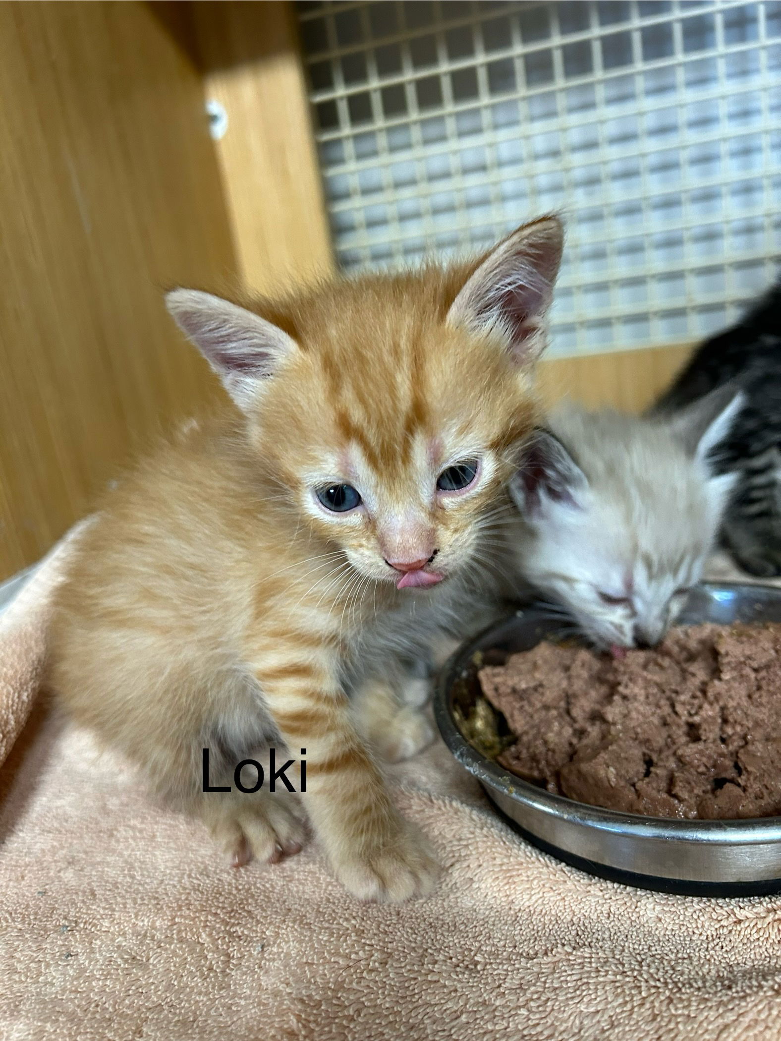 adoptable Cat in Dickson, TN named Loki    (th)