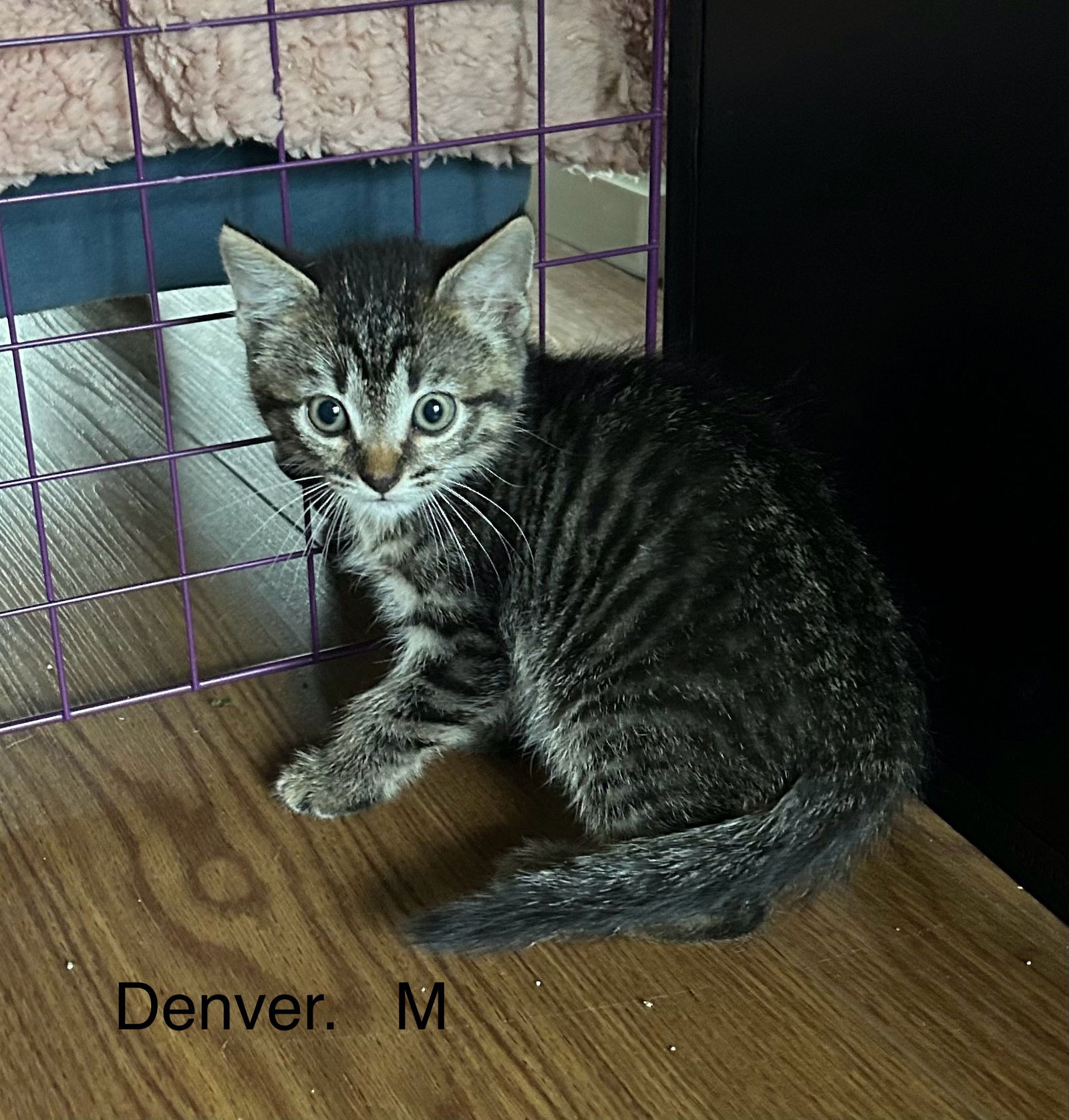 adoptable Cat in Dickson, TN named Denver  (th)