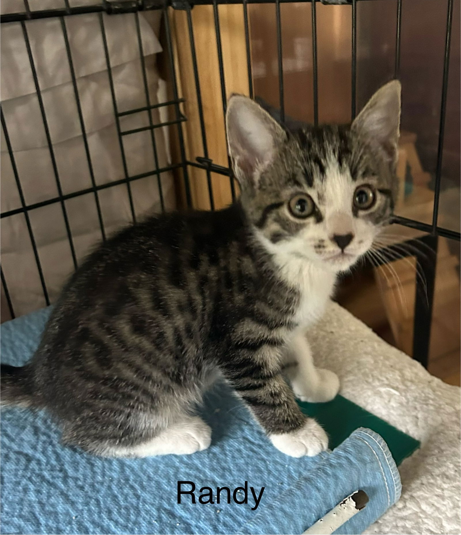 adoptable Cat in Dickson, TN named Randy     (th)