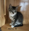 adoptable Cat in , TN named Marley   (th)