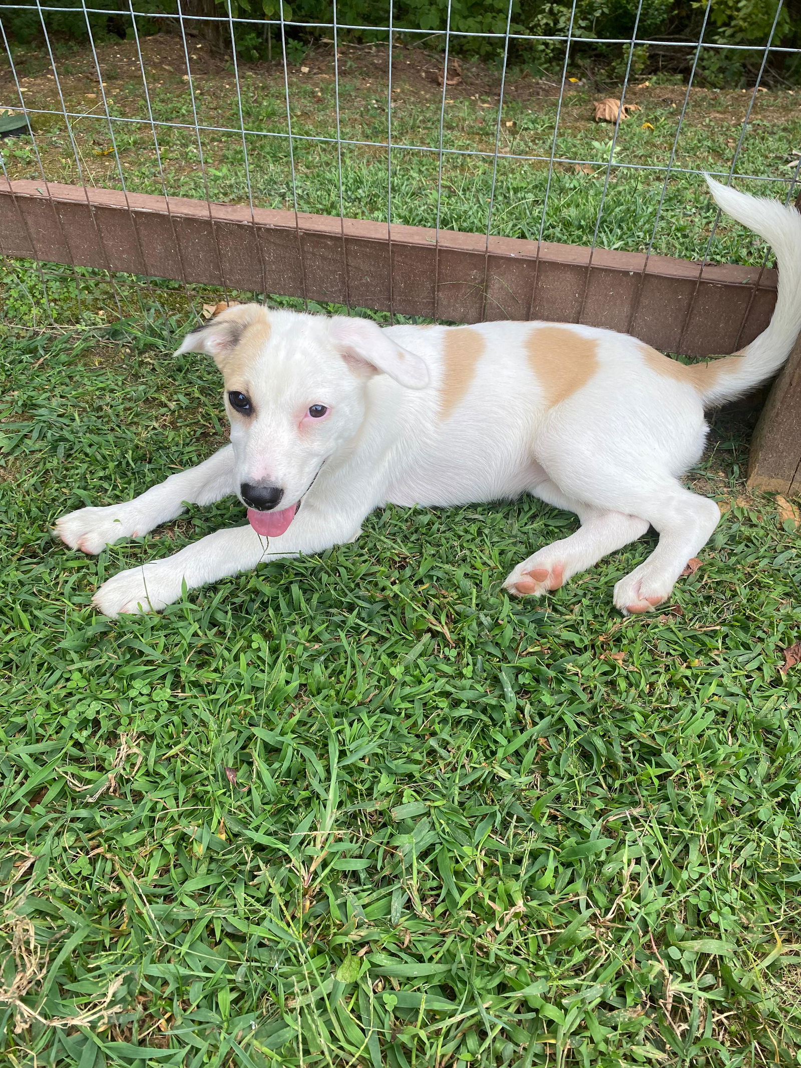 adoptable Dog in White Bluff, TN named Dolly