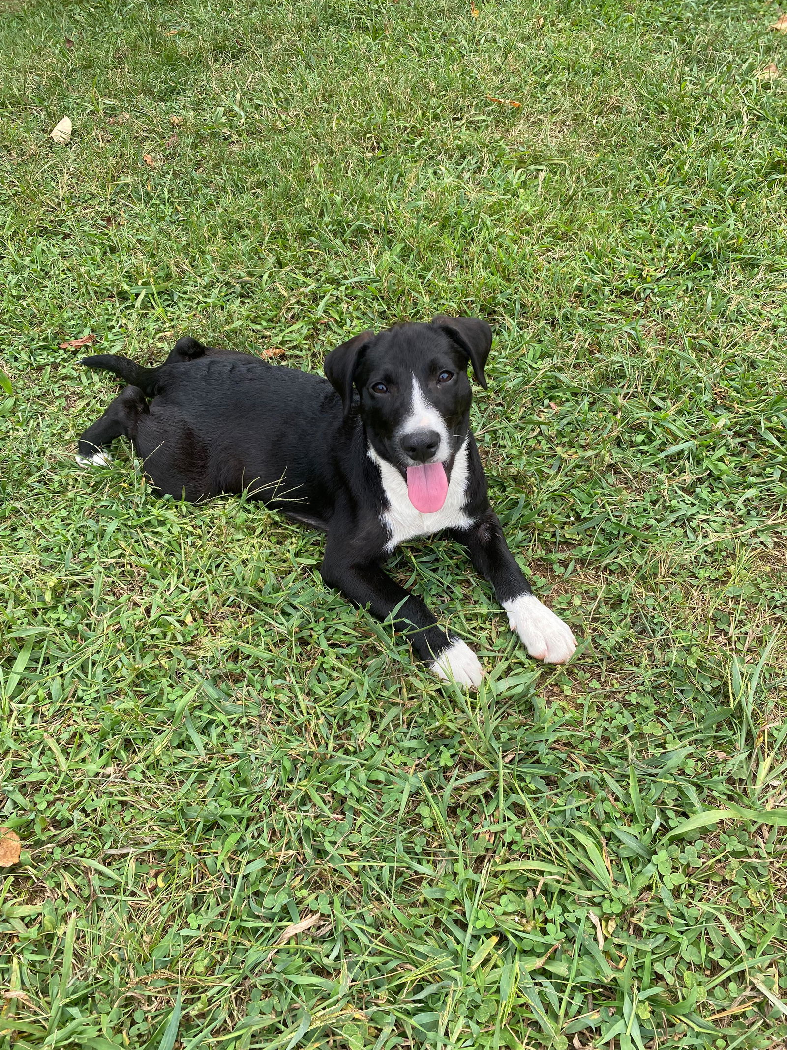 adoptable Dog in White Bluff, TN named Jasper