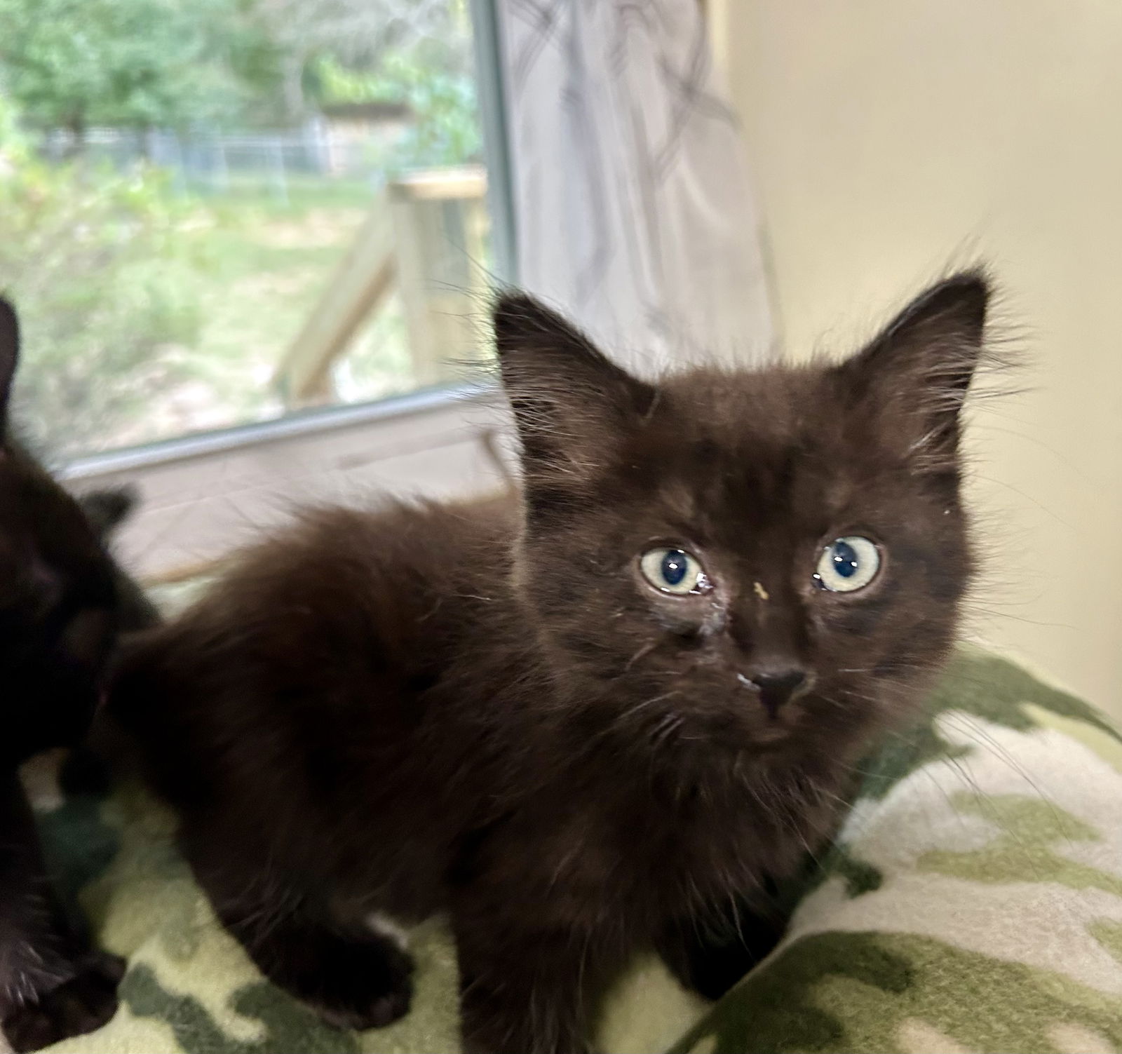 adoptable Cat in White Bluff, TN named Nimbus  (kk)