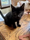 Bagheera
