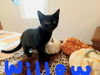 Willow   (mw)