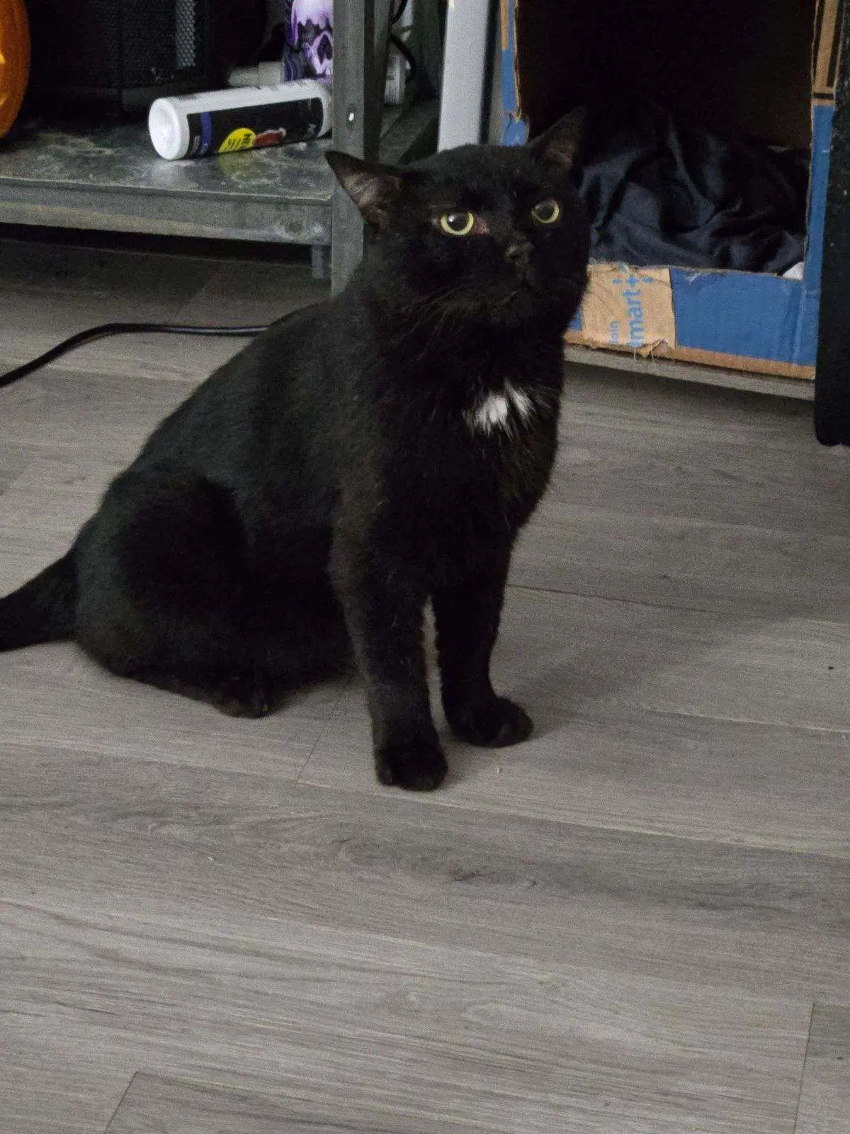 Midnight Aka Buster Nd image 1