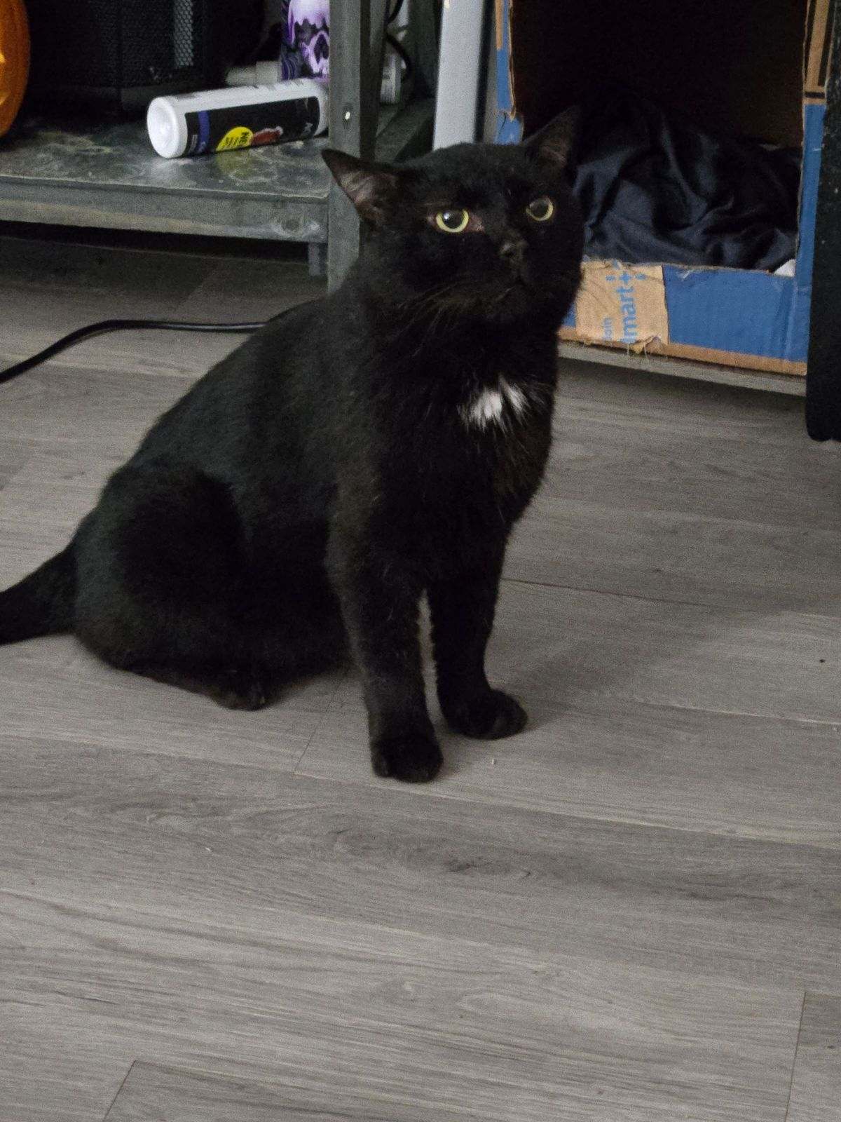 Midnight Aka Buster Nd