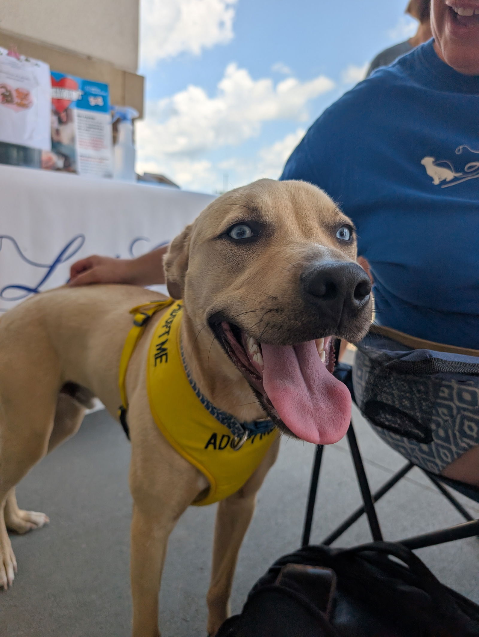 adoptable Dog in White Bluff, TN named Jake/Goose (ln)