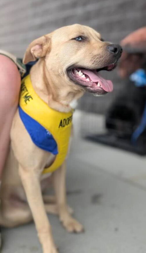 JAKE  (LN) - Husky available for adoption