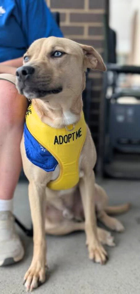 picture of the dog needing adoption