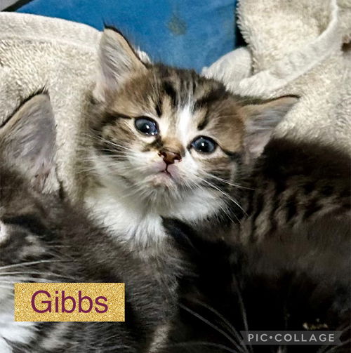 Gibbs  (kk)