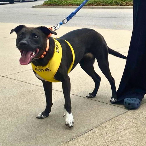 picture of the dog needing adoption