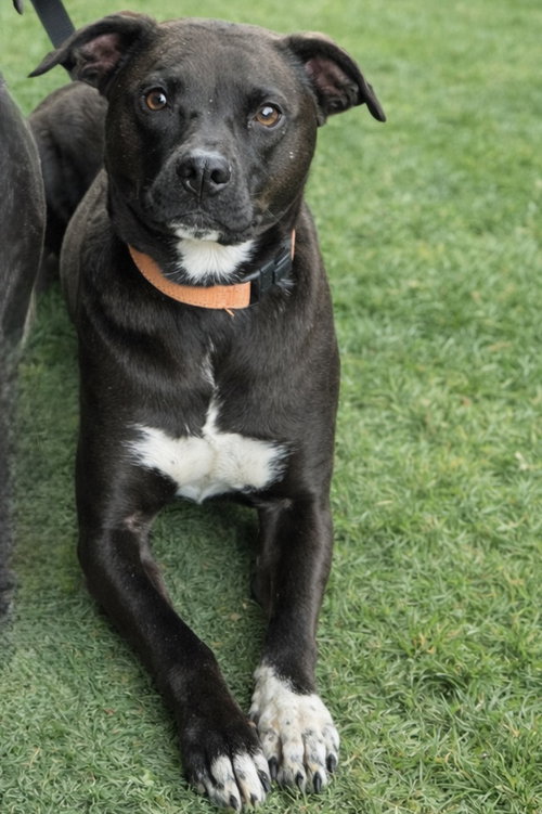 FELICIA (EZ) - Border Collie available for adoption