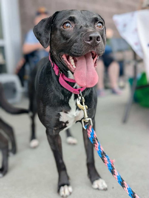 picture of the dog needing adoption