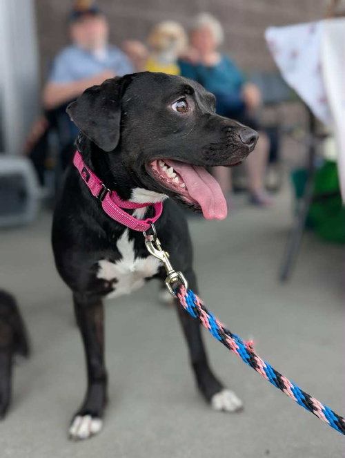 RAYLA - Border Collie / Beagle available for adoption