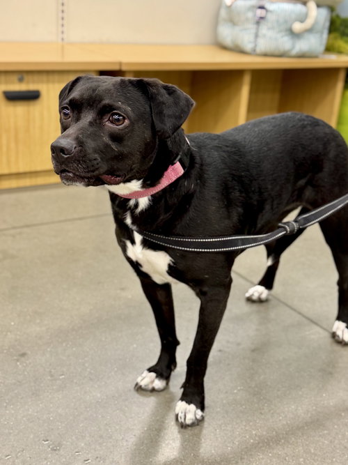 RAYLA - Border Collie / Beagle available for adoption