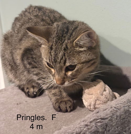 Pringles (th)