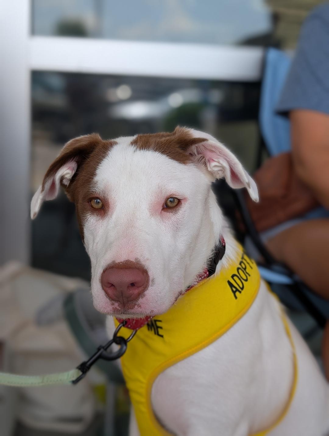 adoptable Dog in White Bluff, TN named Moose/Dot (jh)
