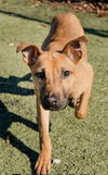 Ruby  (b/m)