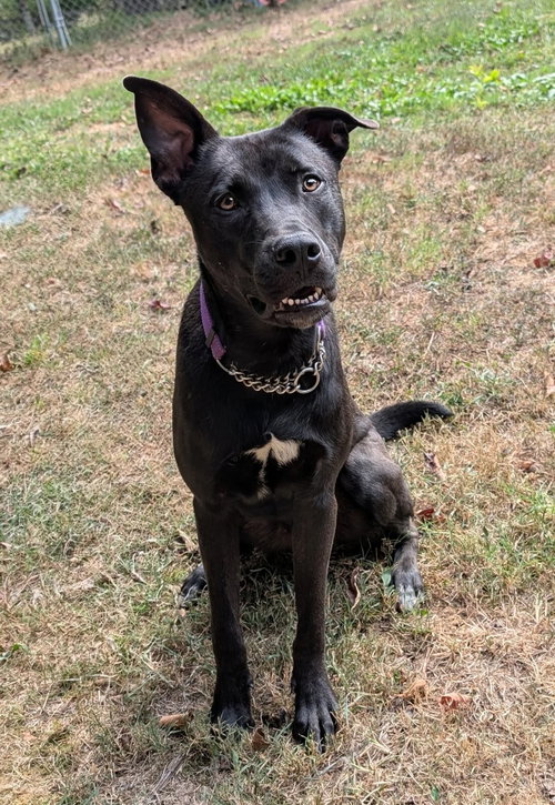 picture of the dog needing adoption