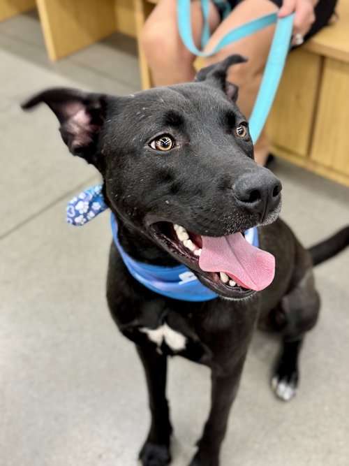 ALVIN -BDM - German Shepherd Dog / American Pit Bull Terrier available for adoption