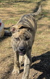 Simon - bdm - Photo 3