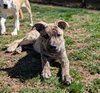 Simon - bdm - Photo 4