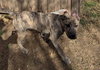 Simon - bdm - Photo 5