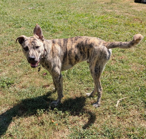 SIMON - BDM - Unknown available for adoption
