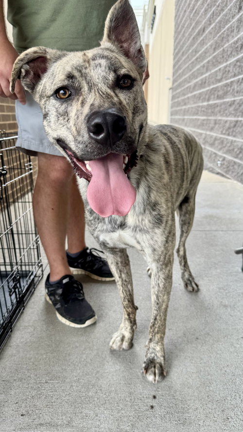 Simon - bdm, an adoptable Husky in White Bluff, TN