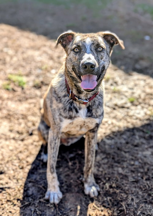 picture of the dog needing adoption