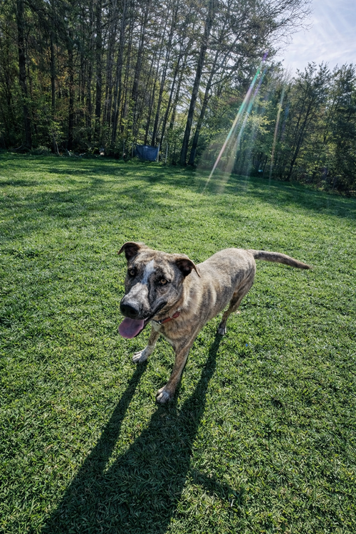 Theodore - bdm photo 4
