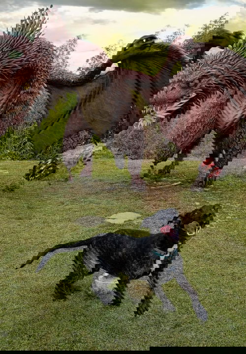 Titan  (bdm)
