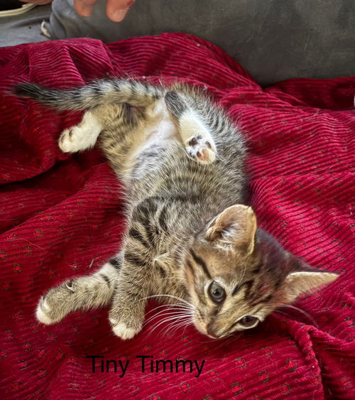 Timmy    (th)