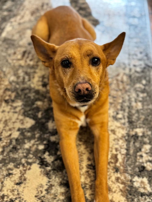 Lola  (ae)