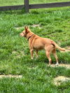 Lola  (ae)