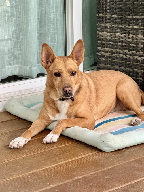 picture of the dog needing adoption