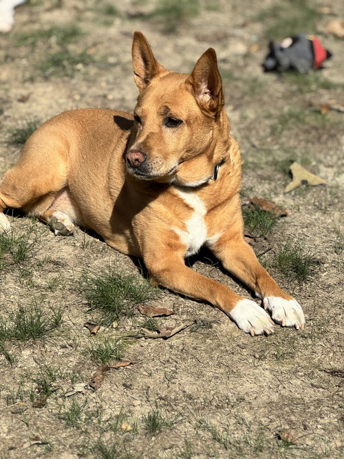 picture of the dog needing adoption