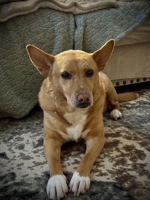 Lola  (ae), an adoptable Rat Terrier in White Bluff, TN