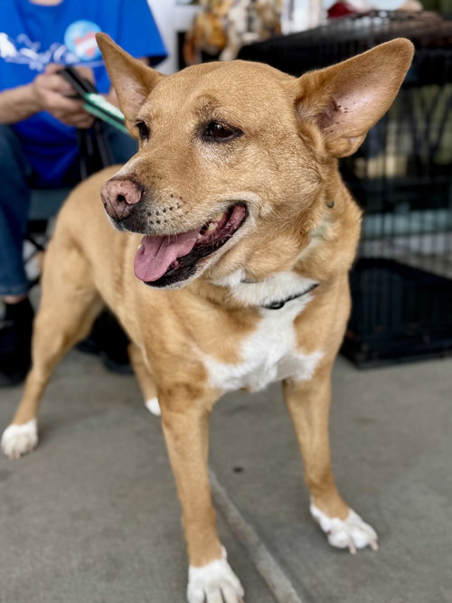 LOLA  (AE) - Rat Terrier / Chow Chow available for adoption