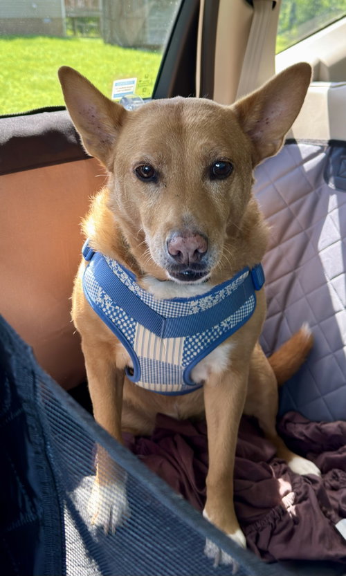 LOLA  (AE) - Rat Terrier / Chow Chow available for adoption