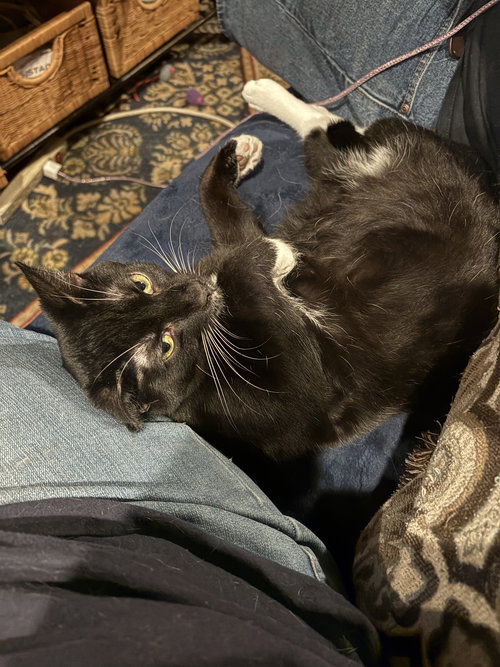picture of the cat needing adoption