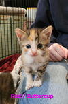 Buttercup (bb)