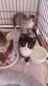 Oreo (th)