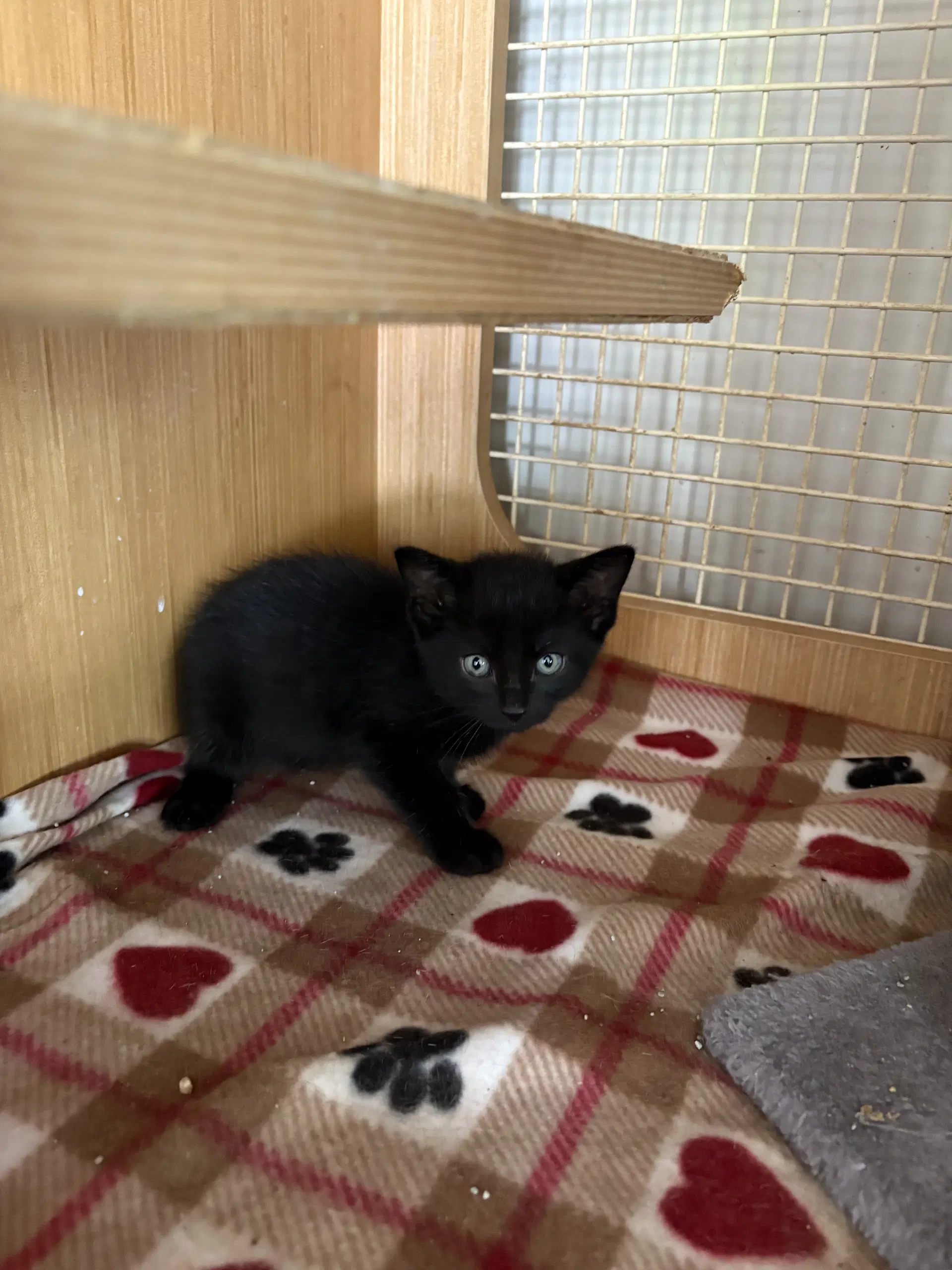 Alister  Th - Domestic Short Hair