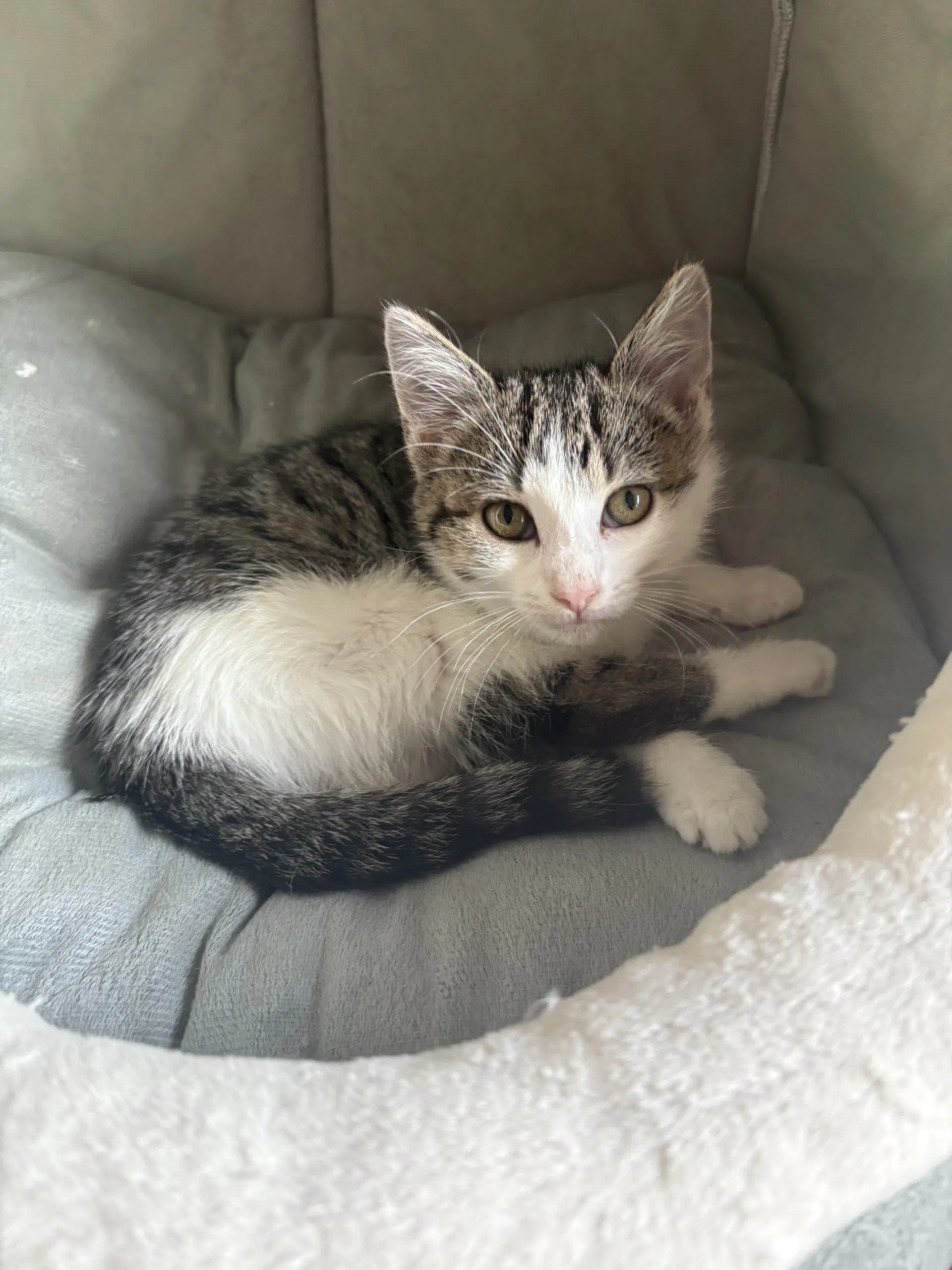 Matilda  Th - Domestic Short Hair
