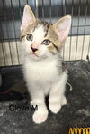Clove