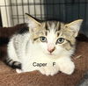 Caper