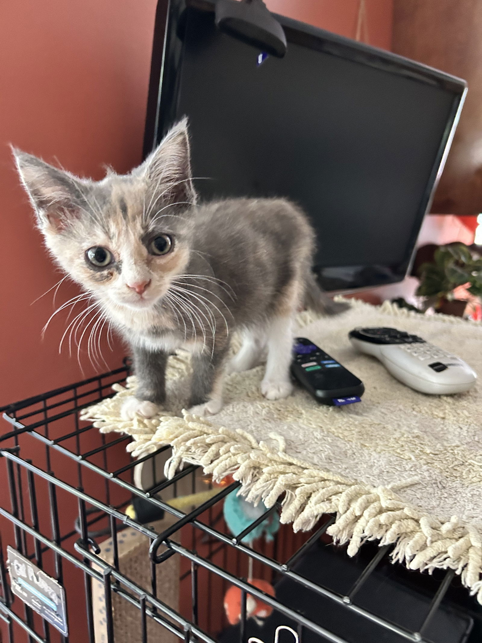 adoptable Cat in White Bluff, TN named Chili kk